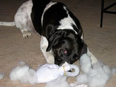 Stupid dog ...