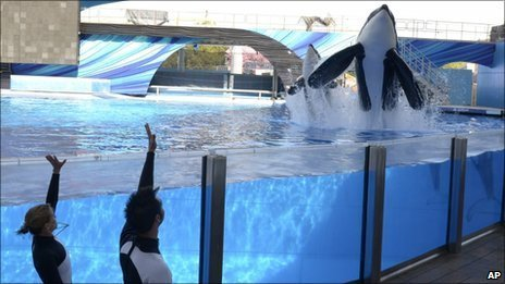 Signostication comes true: Cetaceans sue to be free!